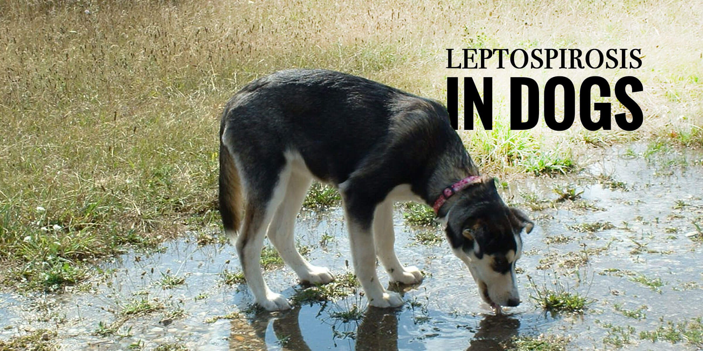 what is the incubation period for leptospirosis in dogs